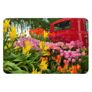 Magnet Flexible Camion rouge avec tulipes, Oregon