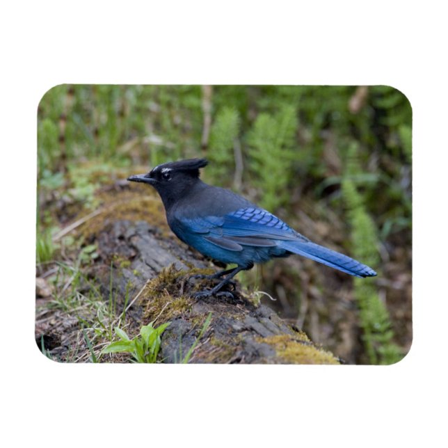 Magnet Flexible Canada : Colombie-Britannique, parc national Yoho, (Horizontal)