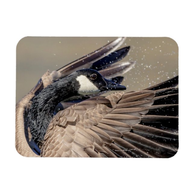 Magnet Flexible Canada Goose (Horizontal)