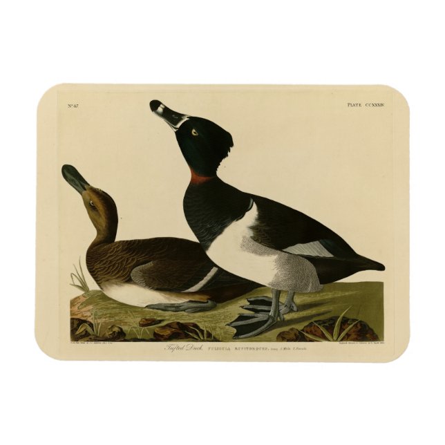 Magnet Flexible Canard à col rond des oiseaux d'Amérique d'Audubon (Horizontal)