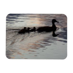 Magnet Flexible Canard avec canettes dans le soleil couchant Aiman
