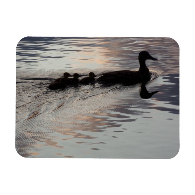 Magnet Flexible Canard avec canettes dans le soleil couchant Aiman (Horizontal)