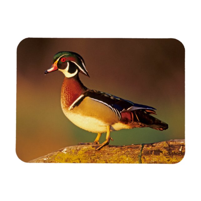 Magnet Flexible Canard branchu mâle, Illinois (Horizontal)
