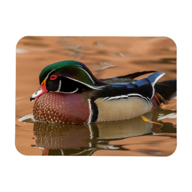Magnet Flexible Canard branchu nageant dans l'eau (Horizontal)
