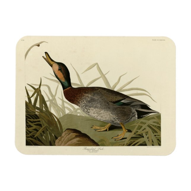 Magnet Flexible Canard (Brewer's) dépecé, Audubon Birds Amérique (Horizontal)