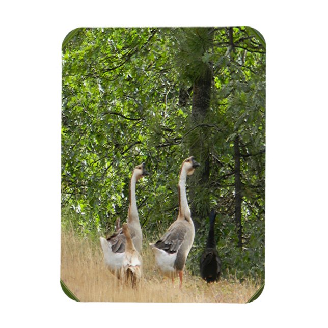 Magnet Flexible Canard, canard, oie.... (Vertical)