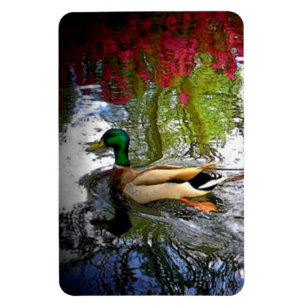 Magnet Flexible Canard de Mallard