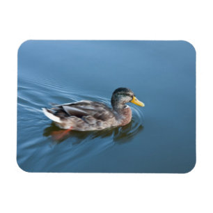 Magnet Flexible Canard de natation