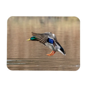Magnet Flexible Canard Mallard en vol