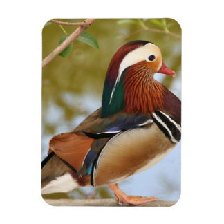 Magnet Flexible Canard mandarin