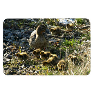 Magnet Flexible Canards adorables