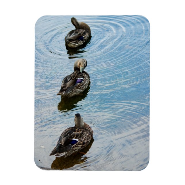 Magnet Flexible Canards dans un aimant Premium de rangée (Vertical)
