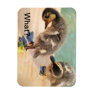 Magnet Flexible Canards de bébé regardant ce qui ?