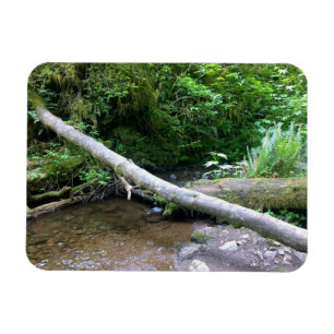 Magnet Flexible Cape Creek, Cape Perpetua, Oregon