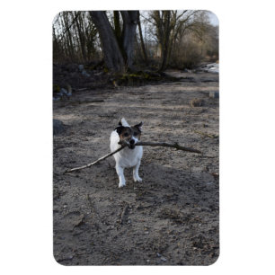 Magnet Flexible Capo von Oppenheim, Jack Russell Terrier Chien
