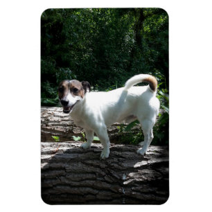 Magnet Flexible Capo von Oppenheim Jack Russell Terrier, Dog