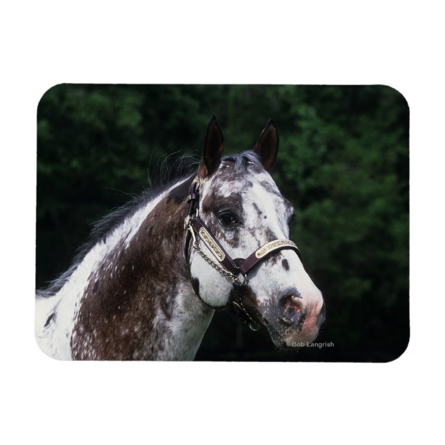 Magnet Flexible Capture d'écran Appaloosa Horse 2 (Horizontal)