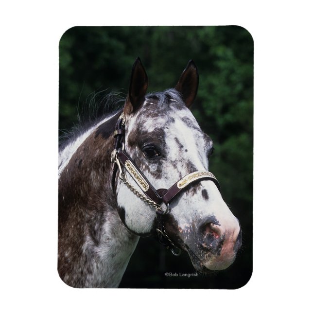 Magnet Flexible Capture d'écran Appaloosa Horse 2 (Vertical)