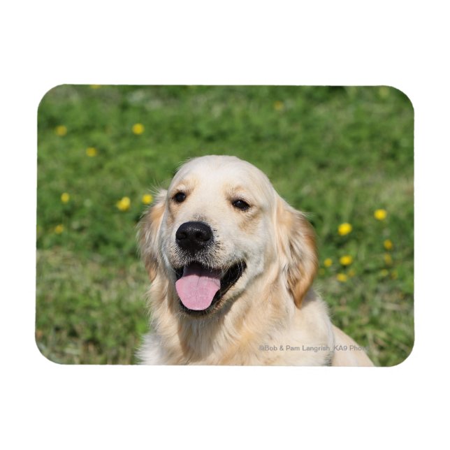 Magnet Flexible Capture d'écran Golden Retriever 1 (Horizontal)