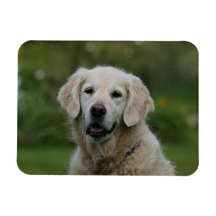 Magnet Flexible Capture d'écran Golden Retriever 2