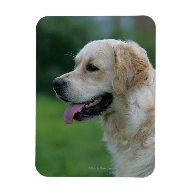 Magnet Flexible Capture d'écran Golden Retriever 2 2 (Vertical)