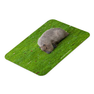 Magnet Flexible Capybara Animal Incroyable