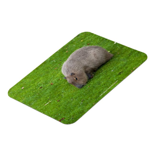 Magnet Flexible Capybara Animal Incroyable (Côté Gauche)