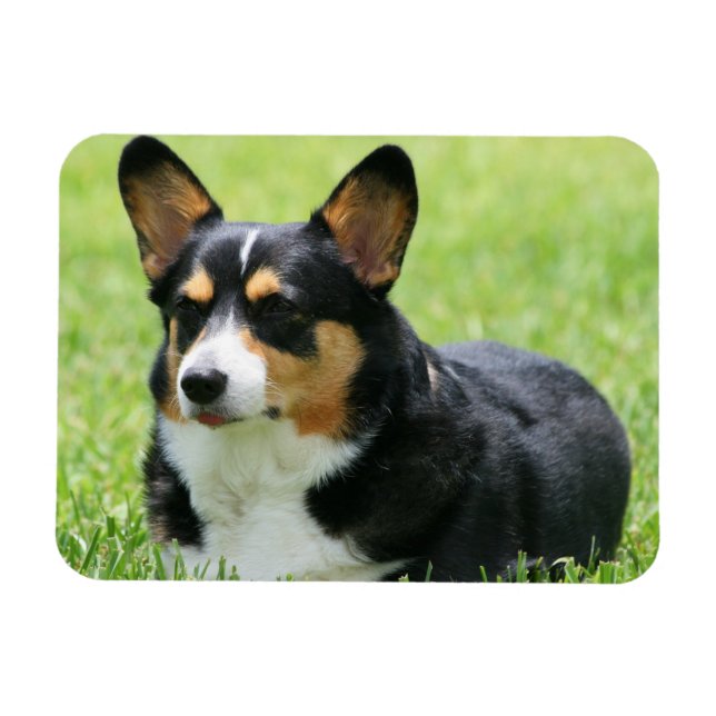 Magnet Flexible Cardigan Welsh Corgi (Horizontal)