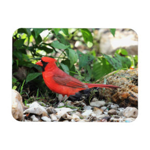 Magnet Flexible Cardinal