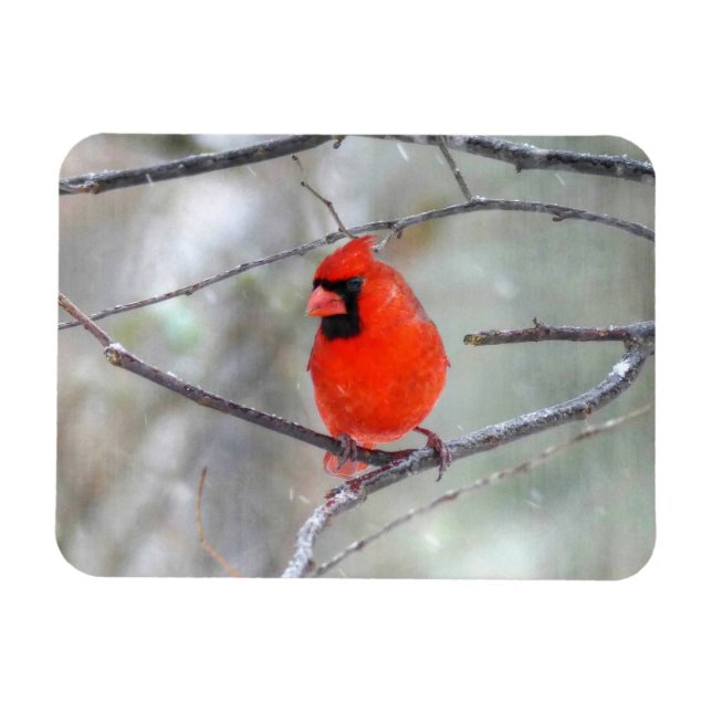 Magnet Flexible Cardinal dans la neige (Horizontal)