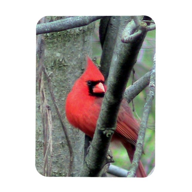 Magnet Flexible Cardinal masculin (printemps) (Vertical)