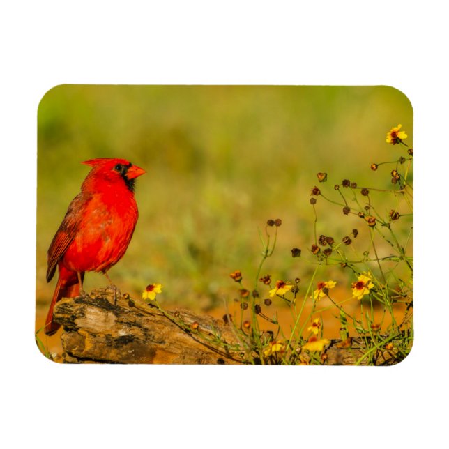 Magnet Flexible Cardinal masculin sur le journal (Horizontal)