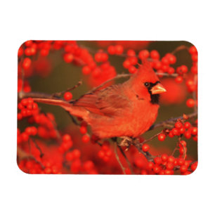 Magnet Flexible Cardinal rouge du Nord mâle, IL