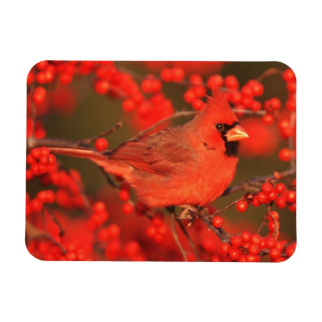 Magnet Flexible Cardinal rouge du Nord mâle, IL (Horizontal)