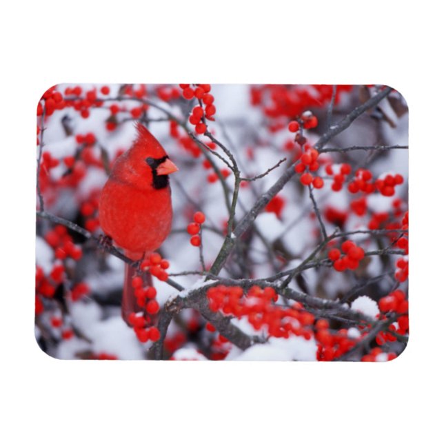Magnet Flexible Cardinal rouge mâle, Hiver, IL (Horizontal)