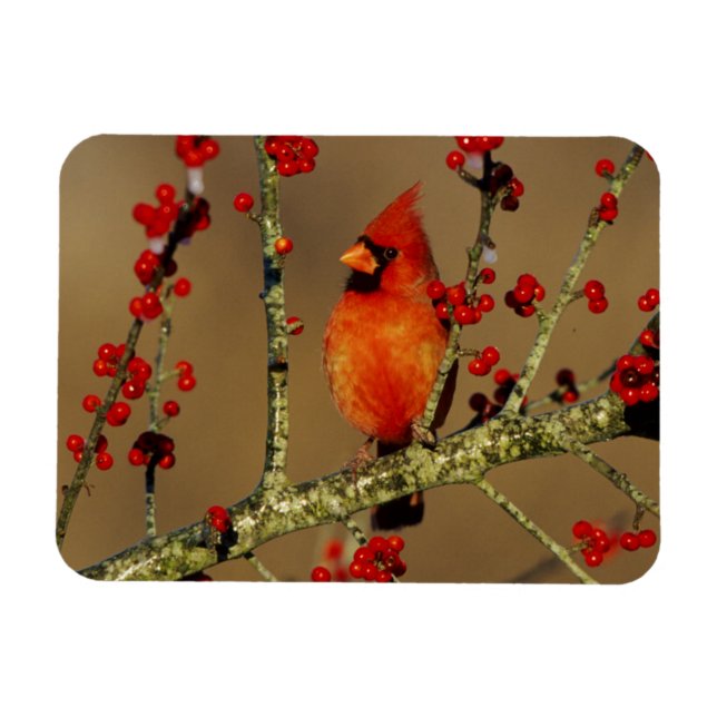 Magnet Flexible Cardinal rouge mâle perché, IL (Horizontal)