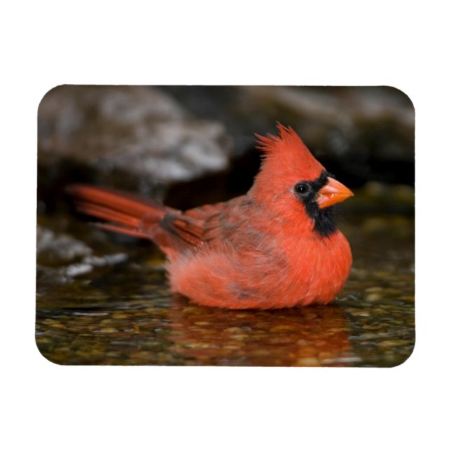 Magnet Flexible Cardinal rouge mâle se baignant (Horizontal)