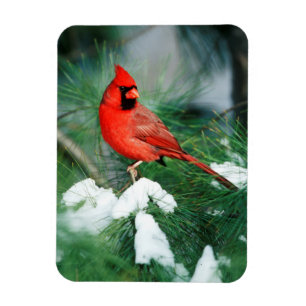 Magnet Flexible Cardinal rouge mâle sur un arbre, IL