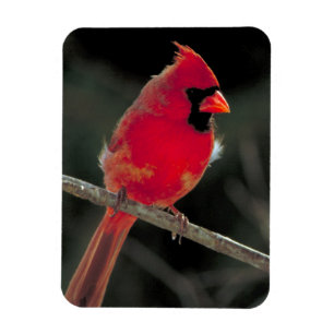 Magnet Flexible Cardinal rouge perché sur une branche d'arbre