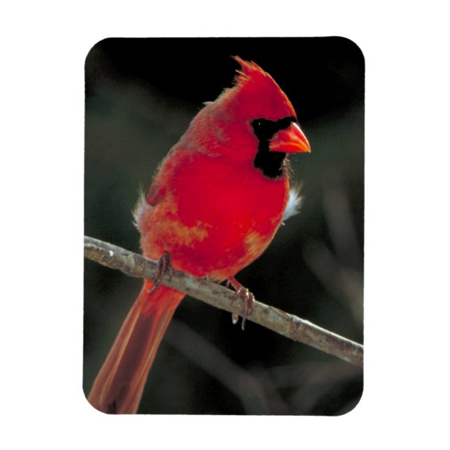 Magnet Flexible Cardinal rouge perché sur une branche d'arbre (Vertical)