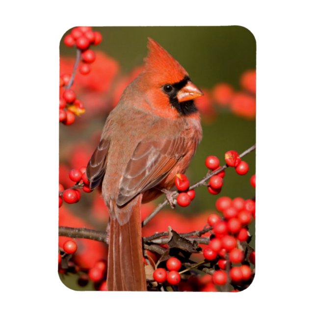 Magnet Flexible Cardinal rouge sur Ilex verticillé (Vertical)