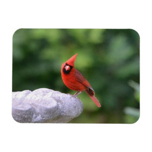 Magnet Flexible Cardinal Sur L'Aimant Du Bain D'Oiseau