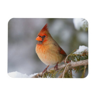 Magnet Flexible Cardinalis femelle dans un épinette en hiver