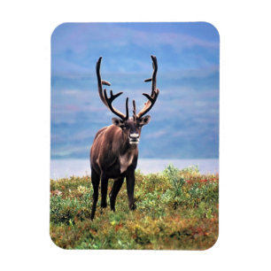 Magnet Flexible Caribou ou renne   Parc national de Denali, Alaska