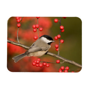 Magnet Flexible Carolina Chickadee on Common Winterberry Bush