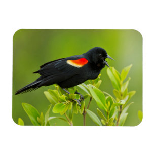 Magnet Flexible Carouge à épaulettes (Agelaius Phoeniceus)