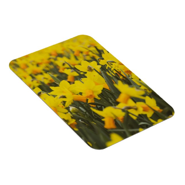 Magnet Flexible Carte postale du champ de jonquilles (Côté Droit)