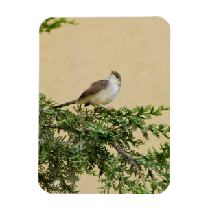 Magnet Flexible Carte postale du moineau