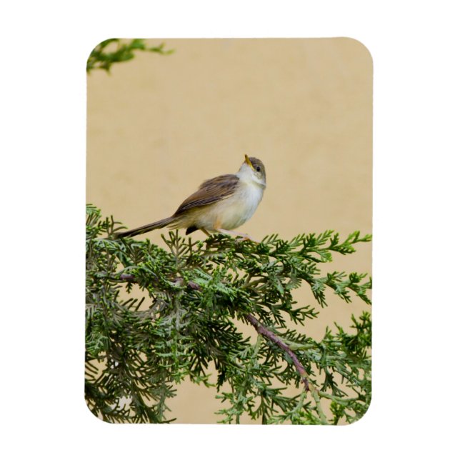 Magnet Flexible Carte postale du moineau (Vertical)