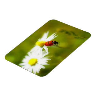 Magnet Flexible Carte postale Ladybird